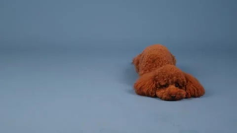 An adorable and cute Poodle is lying comfortably on a soft, vibrant blue Stock Footage 305540489