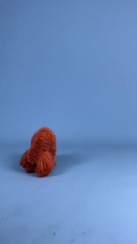 An adorable and cute Poodle Toy sitting against a vibrant blue background Stock Footage 304780341