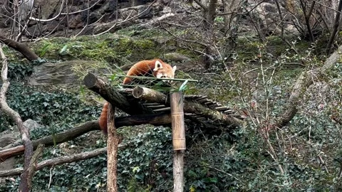 The adorable and cute Red Panda. Stock video clip. Видео 233839552