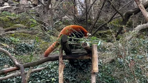 The adorable and cute Red Panda. Stock video clip. Stockbeeldmateriaal 233839672