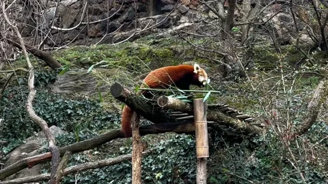 The adorable and cute Red Panda. Stock video clip. 库存影片 233840133