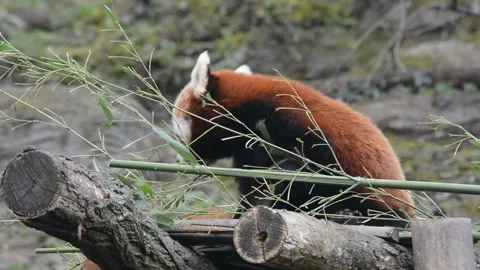 The adorable and cute Red Panda. Stock video clip. Stockbeeldmateriaal 233840514