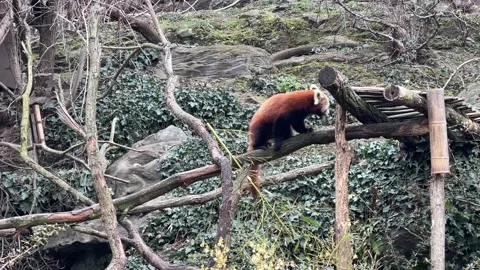 The adorable and cute Red Panda. Beautiful funny animal. 4K Vidéo 235043485