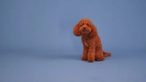 An Adorable and Extremely Cute Plush Dog Model Set Beautifully Against a Vibrant Video stock 304779836