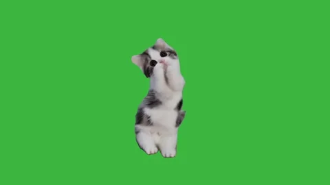 Adorable animated kitty cat dancing on green screen, perfect for fun Stock Footage 314304678