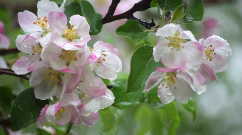 Adorable apple branches with delicate pink and white blossom in the light rain Stock Footage 53796161