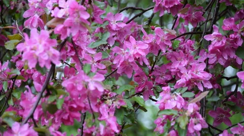 Adorable apple branches with delicate red blossom in the light rain Stock Footage 53796010