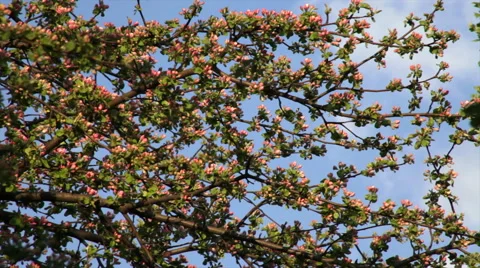 Adorable apple tree branches with red blossom on blue and white sky background. Stock Footage 49496513