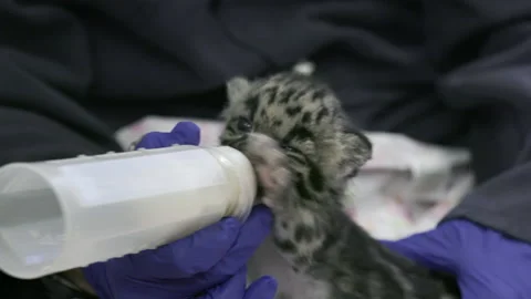 Clouded Leopard Stock Videos – Royalty-Free HD & 4K Videos | Page 3