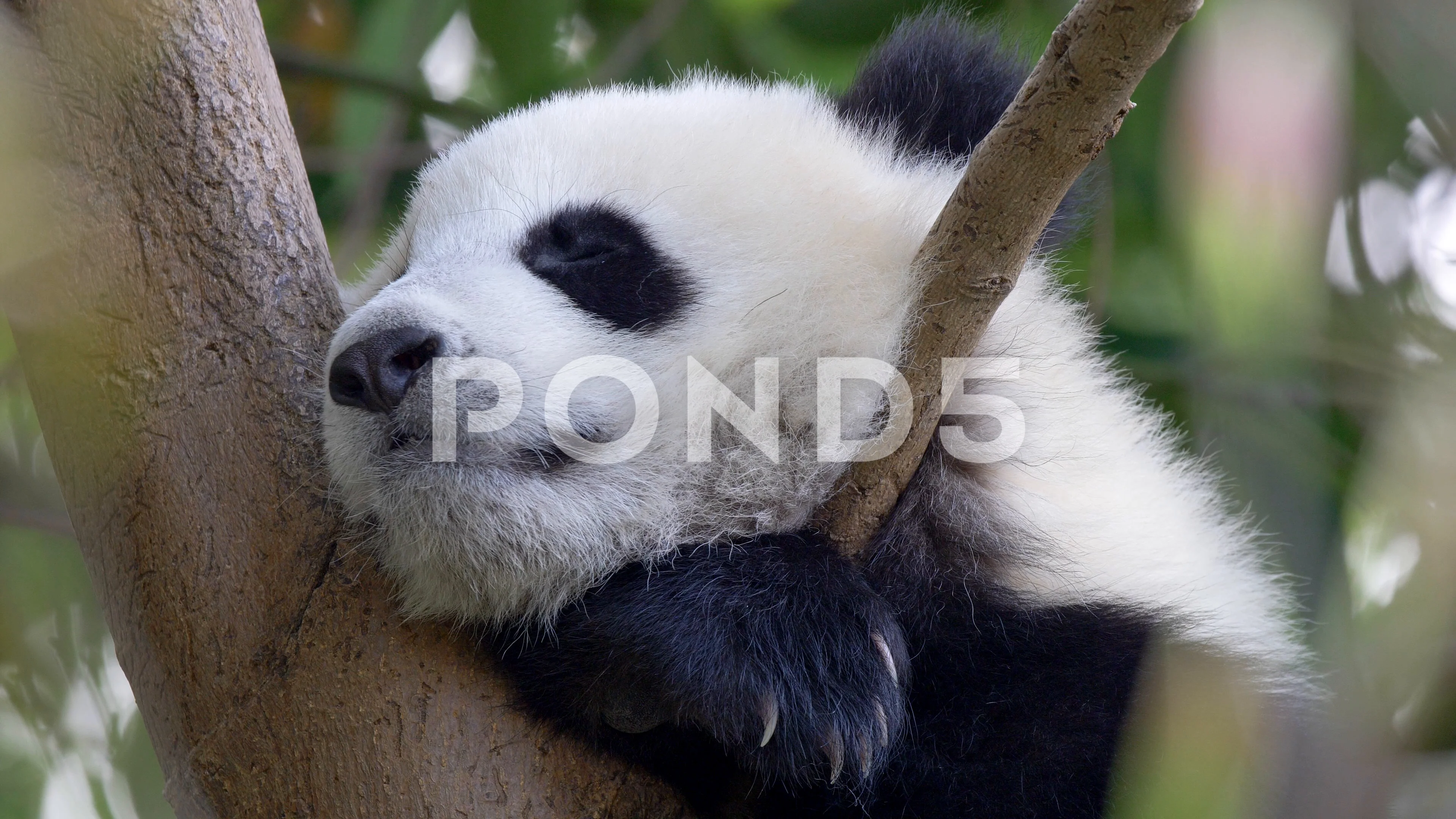 sleeping baby panda