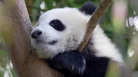 Adorable baby panda sleeping on a tree. The animal is breathing rhythmically Видео 109546895