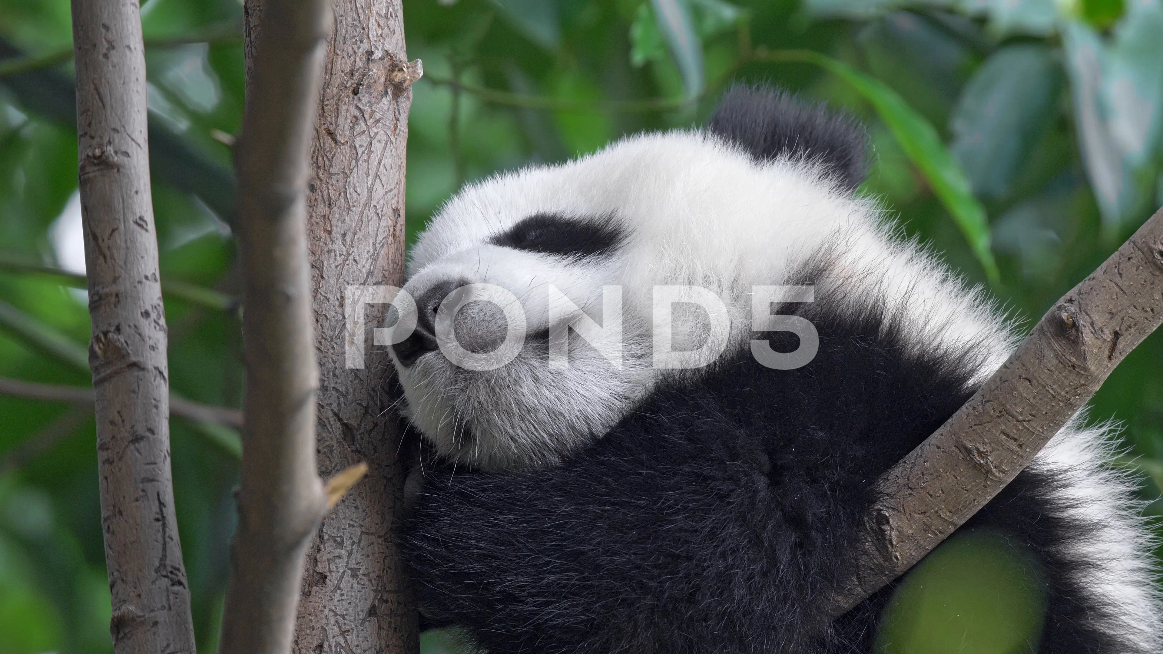 cute baby pandas sleeping