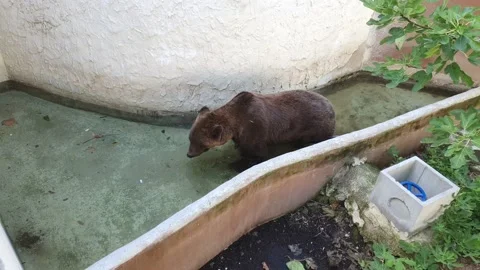 Adorable Bear Brown in a pool Stock Footage 142311523