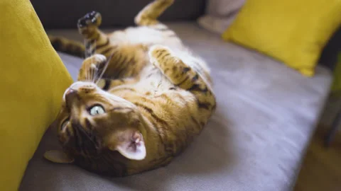 Adorable Bengal Cat At Super Slow Motion Stock Footage
