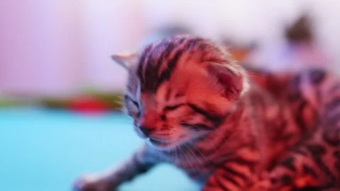 An Adorable Bengal Kitten Joyfully Exploring Its New and Exciting Environment Stock Footage 316549198