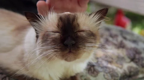 Adorable Birman cat portrait, close up, head, cute pet, loving animal Stock Footage 49682075