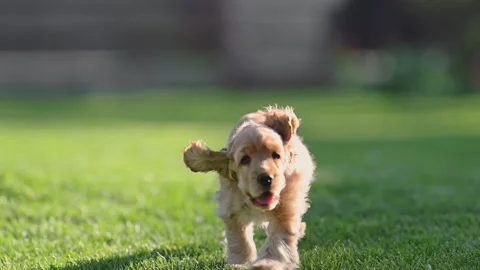 Adorable black and ginger spaniel puppies having fun outdoors, warm light, 4K Stock Footage 326324662