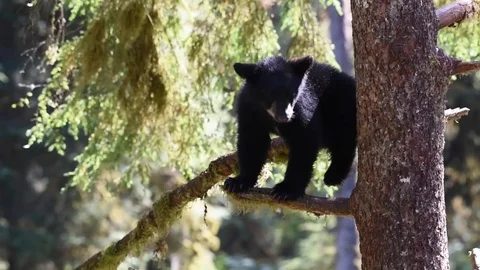 An adorable black bear cub in a tree Stock Footage 97803152