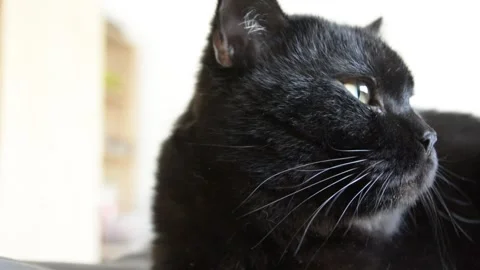 Adorable black cat close view selective focus Stock-Footage 263809249