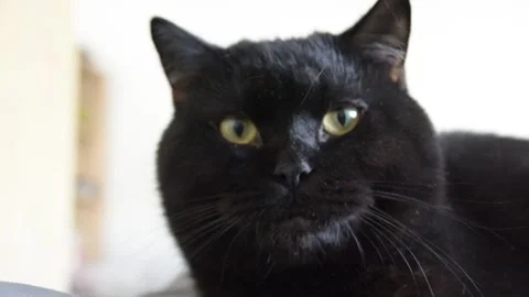 Adorable black cat close view selective focus Stock-Footage 263809308