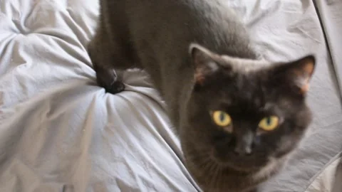 Adorable black cat close view selective focus Stock-Footage 263809310