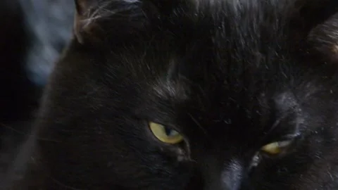 Adorable black cat close view selective focus Stock-Footage 263809313