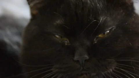 Adorable black cat close view selective focus Stock-Footage 263809367