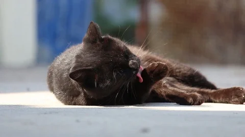 Adorable black cat lying down and licking paw and grooming itself outside in Stock Footage 96000858