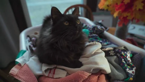 Adorable black cat playing inside of a laundry basket Vídeos de archivo 313769623