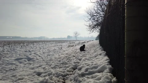 Adorable black cat walking playing on the snow Stock Footage 145955182