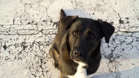 Adorable black Labrador looking to camera at Tempelhof Field, Berlin, Germany. Stock-Footage 105556120