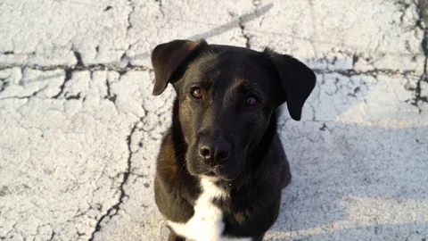 Adorable black Labrador looking to camera at Tempelhof Field, Berlin, Germany. Stock-Footage 105556208