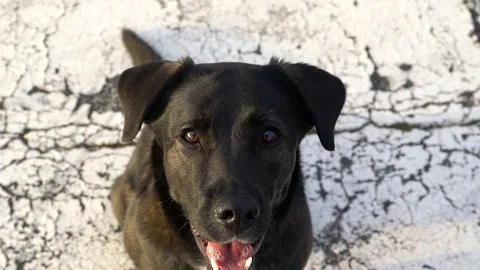 Adorable black Labrador looking to camera at Tempelhof Field, Berlin, Germany. Video stock 105557868