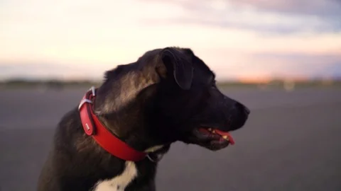 Adorable black labrador at Tempelhof feld, Berlin, Germany. Stock Footage 118166317