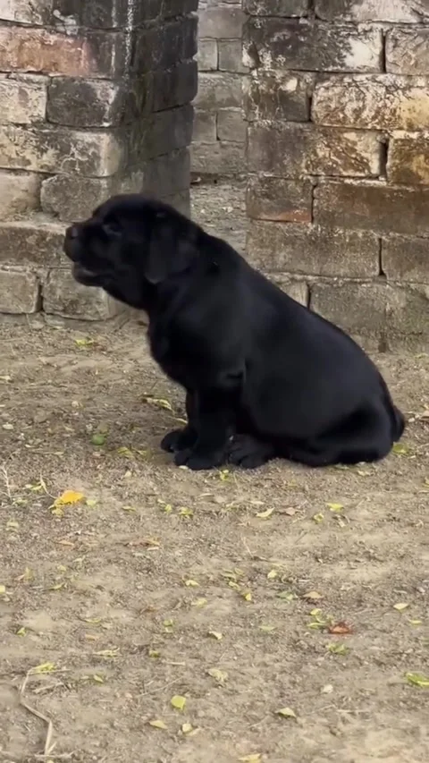 Adorable Black Puppy Exploring Backyard on a Sunny Day Video stock 333717846