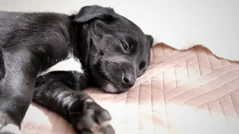 Adorable Black Puppy Lying Down on the Bed. Cute Puppy and Fall Asleep with Stock Footage 141280783