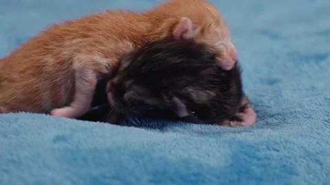 Adorable Blind Newborn Kittens: Exploring the World Stock Footage 243206815