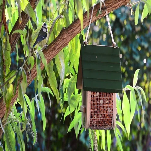 Adorable bluetit bird feeding Stock Footage 69492600