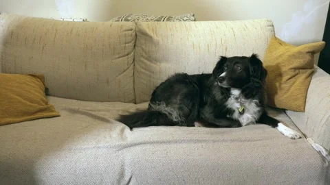 Adorable border collie dog lying comfortably on the couch Stock-Footage 331674310