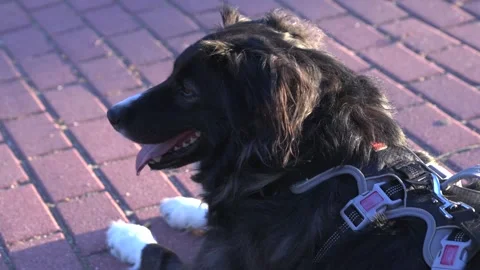 Adorable border collie dog panting on a paved street Stock-Footage 335377908