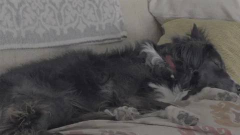 Adorable border collie dog sleeping peacefully on a comfortable couch Stock-Footage 319689980