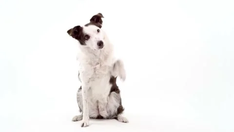Adorable border collie pet waves paw. Isolated on white, copy space Stock Footage 130844006