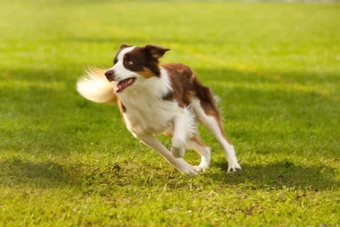 Adorable border collie Stock Photos