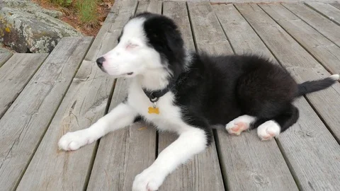 Adorable Border Collie Puppy With different Colored Eyes Laying Stock Footage 77317467