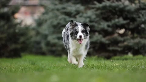 Adorable Border Collie run in slow motion towards the camera in a beautiful park Stock Footage 241288073