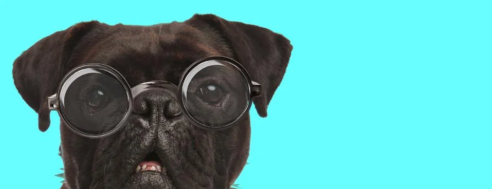 Adorable Boxer dog wearing eyeglasses and looking at camera Stock Photos