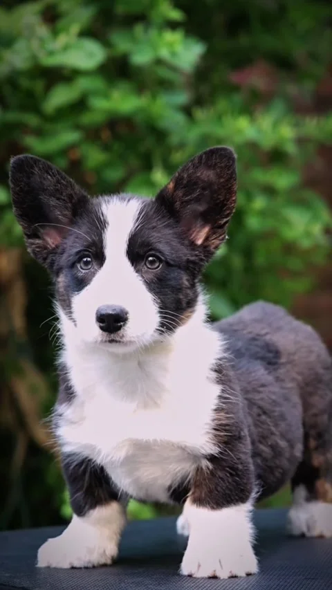 Adorable brindle cardigan welsh corgi puppy standing outdoors Vidéo 334635171