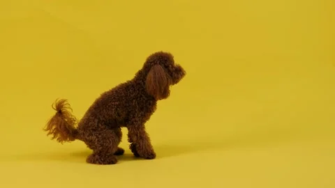 Adorable brown dog with a bow sits on a yellow background and waves its paws Stock Footage 301421012
