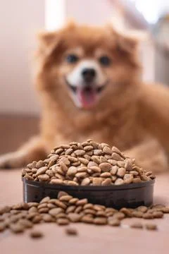 Adorable brown dog with bowl of dog food pellet Stock Photos