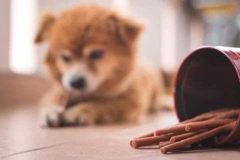 Adorable brown dog with dog chew stick snack Stock Photos
